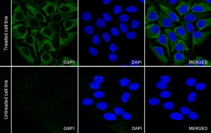 GBP1 Recombinant Rat mAb (S-R186)