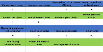 UCHL1 Recombinant Rabbit mAb (S-1765-38)