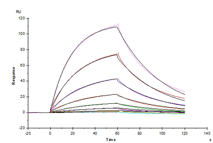 IL-17F Protein, Mouse