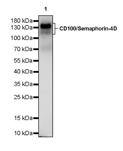 CD100/Semaphorin-4D Recombinant Rabbit mAb (S-3651-16)