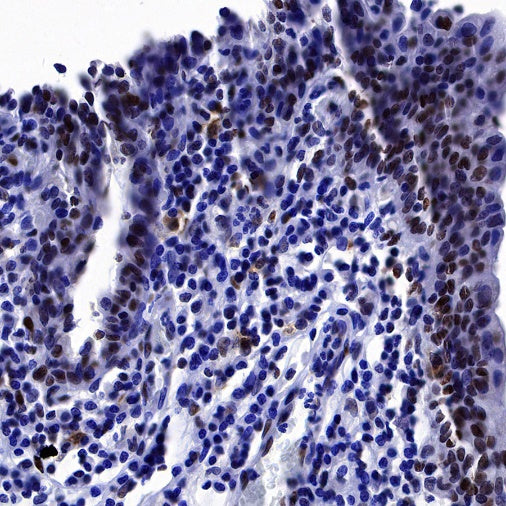 NuMA Recombinant Rabbit mAb (SDT-474-241)