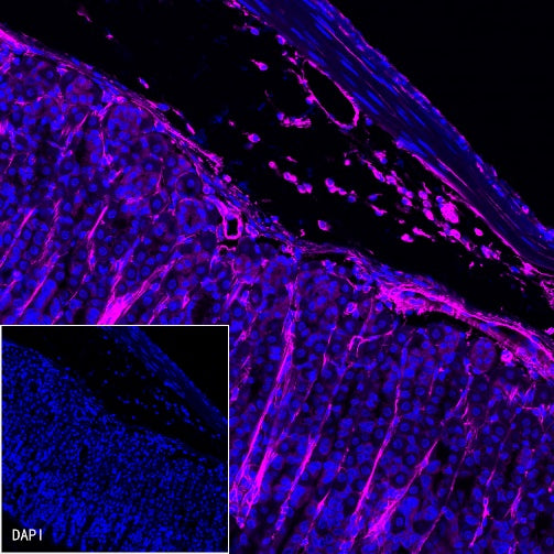 Vimentin Recombinant Rabbit mAb (Alexa Fluor® 647 Conjugate) (S-029-20)