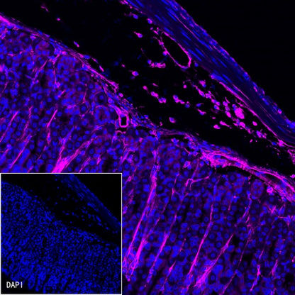 Vimentin Recombinant Rabbit mAb (Alexa Fluor® 647 Conjugate) (S-029-20)