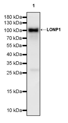 LONP1 Rabbit Polyclonal Antibody