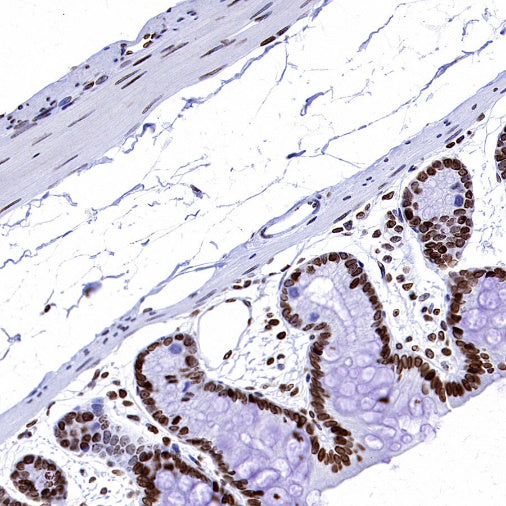 Histone H3 (di methyl K56) Recombinant Rabbit mAb (S-R427)
