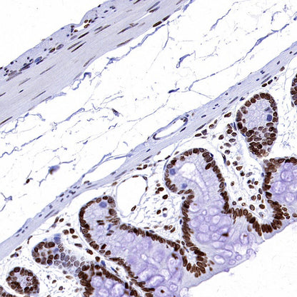 Histone H3 (di methyl K56) Recombinant Rabbit mAb (S-R427)