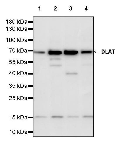 DLAT Rabbit Polyclonal Antibody