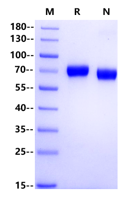 MMP-8 His Tag Protein, Human