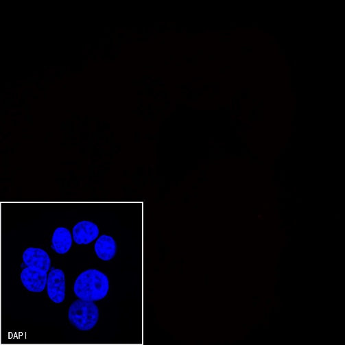CD45 Recombinant Rabbit mAb (Alexa Fluor® 594 Conjugate) (S-R035)