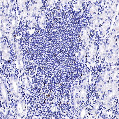 S-RMab® FOXP3 Recombinant Mouse mAb,PBS Only (SDT-R149)