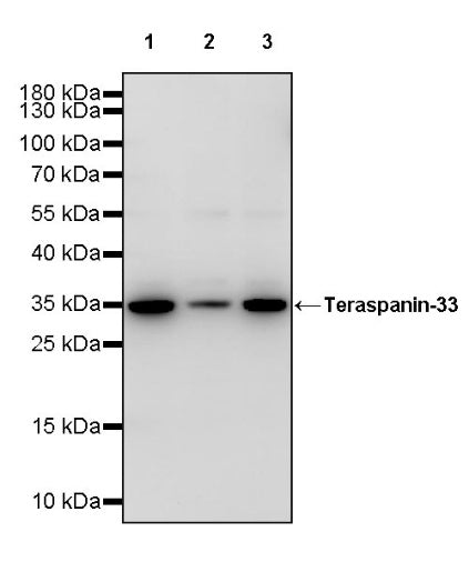 Teraspanin-33 Recombinant Rabbit mAb (S-1953-44)