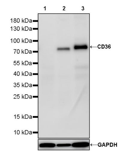 CD36 Recombinant Rabbit mAb (S-1028-127)