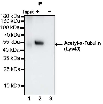 α-tubulin (acetyl K40) Recombinant Rabbit mAb (S-1536-100)