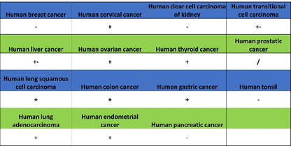 S-RMab® EpCAM Recombinant Rabbit mAb (SDT-078-128)