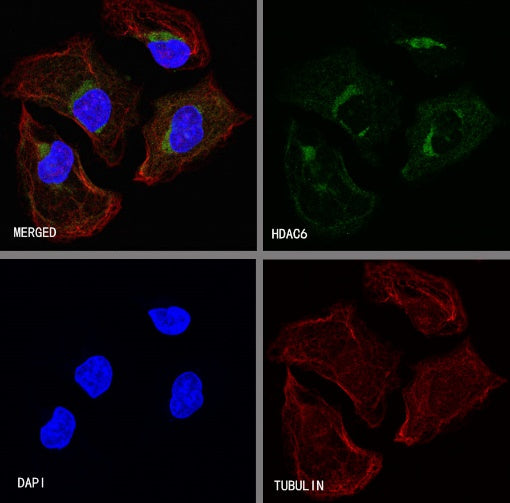 S-RMab®HDAC6 Recombinant Rabbit mAb (S-R338)