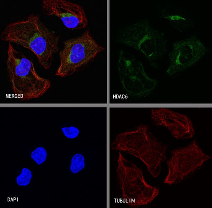 S-RMab®HDAC6 Recombinant Rabbit mAb (S-R338)