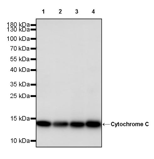 Cytochrome C Recombinant Rabbit mAb (S-2422-56)