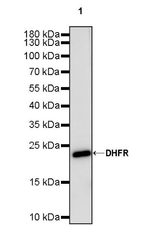 DHFR Recombinant Rabbit mAb (S-2542-9)