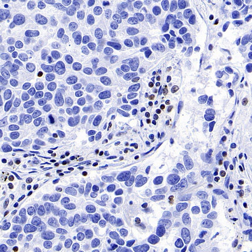 IKAROS Recombinant Rabbit mAb (S-729-146)