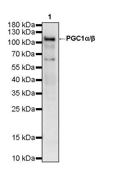 PGC1α/β Recombinant Rabbit mAb