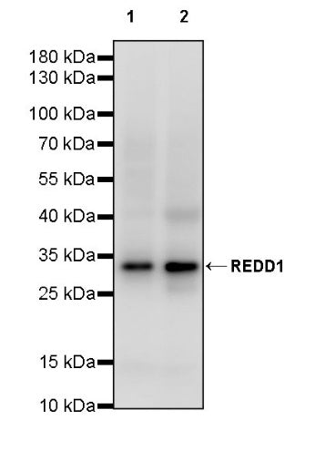 REDD1 Recombinant Rabbit mAb (S-2229-6)