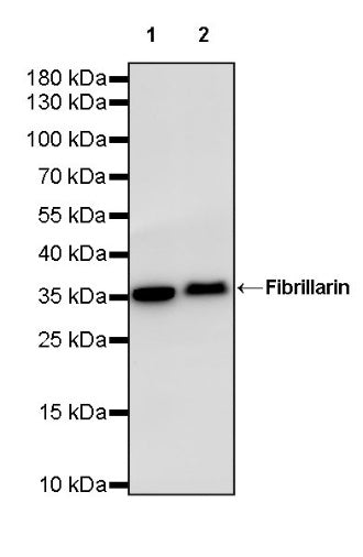 Fibrillarin Recombinant Rabbit mAb (S-1718-171)