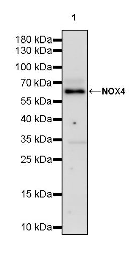 NOX4 Recombinant Rabbit mAb (S-2246-45)