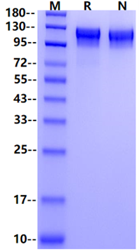 SEMA4D/CD100 His Tag Protein, Human