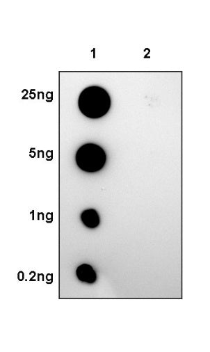 Phospho-PDK1/PDPK1(S241) Recombinant Rabbit mAb (S-1426-93)