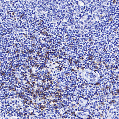 CD8α Recombinant Mouse mAb,PBS Only (SDT-126-8)