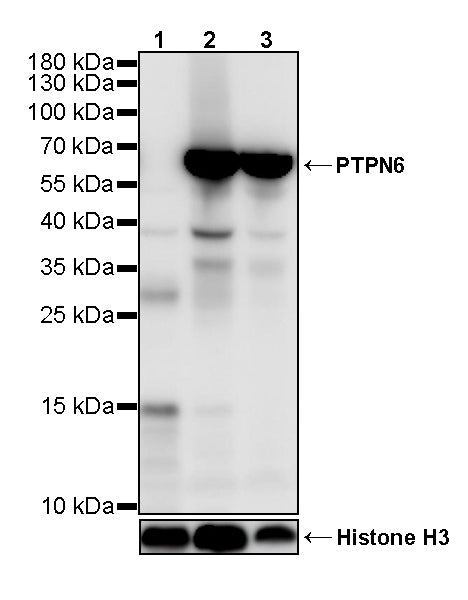 PTPN6 Rabbit Polyclonal Antibody