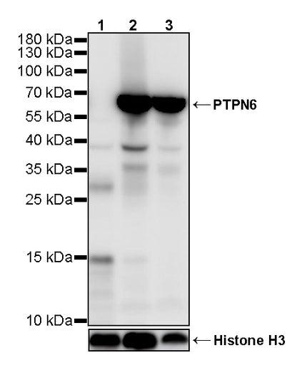 PTPN6 Rabbit Polyclonal Antibody