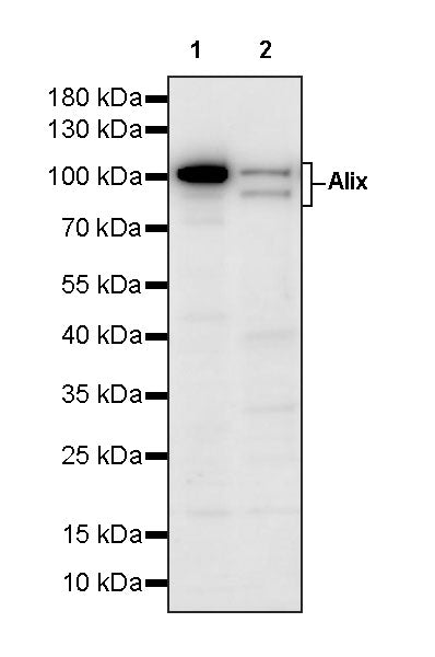 Alix Rabbit Polyclonal Antibody