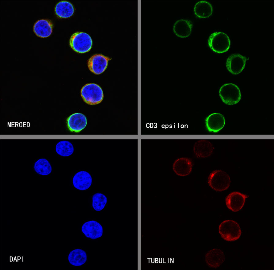 CD3 epsilon Recombinant Rabbit mAb (SDT-241-49)