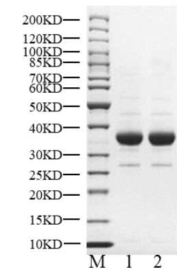 EGFR(L858R) Protein, Human