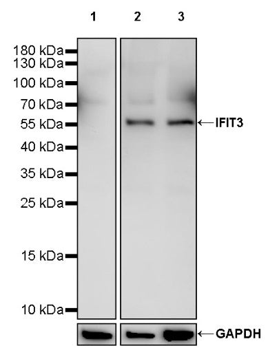 IFIT3 Recombinant Rabbit mAb (S-1893-45)