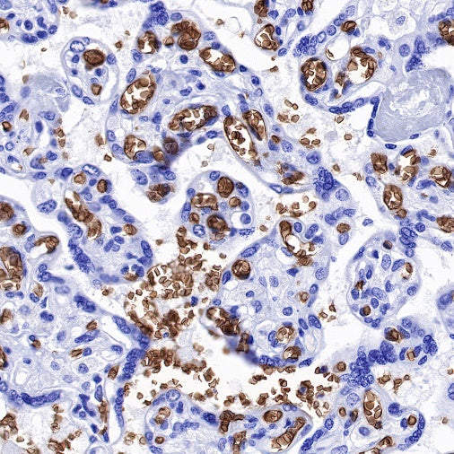 Glycophorin C Recombinant Rabbit mAb (S-027-214)