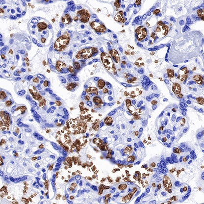 Glycophorin C Recombinant Rabbit mAb (S-027-214)