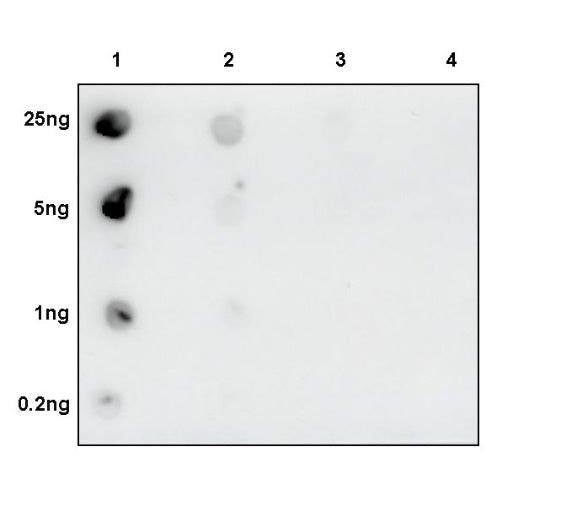 Histone H3 (di methyl K79) Rabbit polyclonal antibody