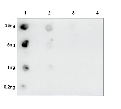 Histone H3 (di methyl K79) Rabbit polyclonal antibody