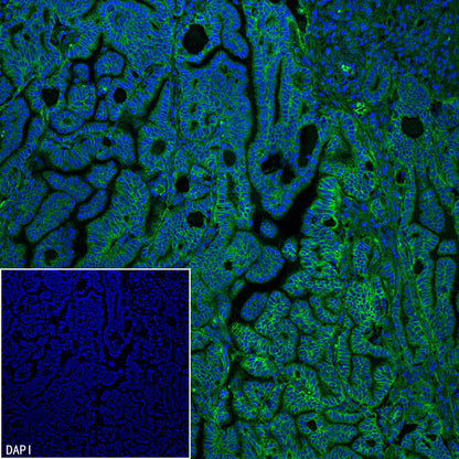 CD151 Recombinant Rabbit mAb (S-3235-104)