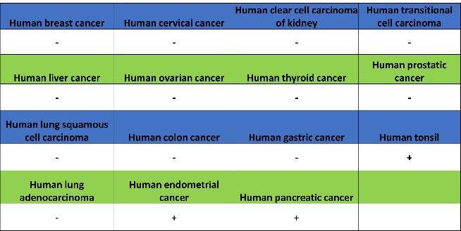 FOXP3 Recombinant Mouse mAb (SDT-3494)