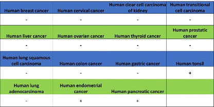 FOXP3 Recombinant Mouse mAb (SDT-3494)