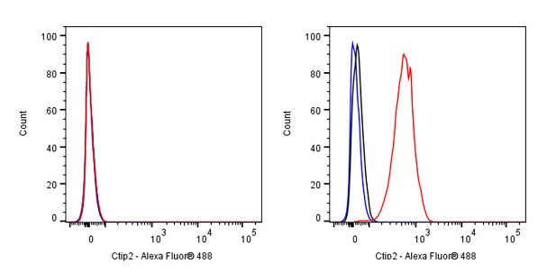 Ctip2 Recombinant Rabbit mAb (S-1375-21)