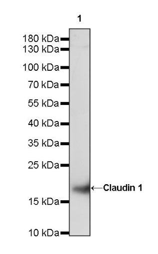 Claudin 1 Recombinant Rabbit mAb (SDT-1289-55)