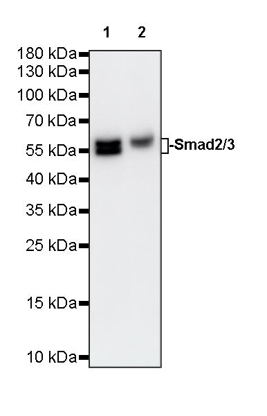 Smad2/3 Recombinant Rabbit mAb (S-3147-128)
