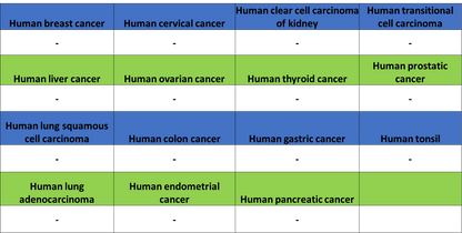 ARR3 Recombinant Rabbit mAb (S-3290-27)