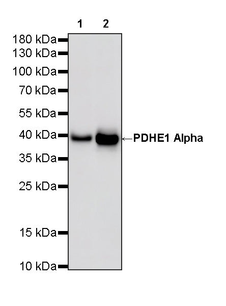 PDHE1 Alpha Mouse mAb