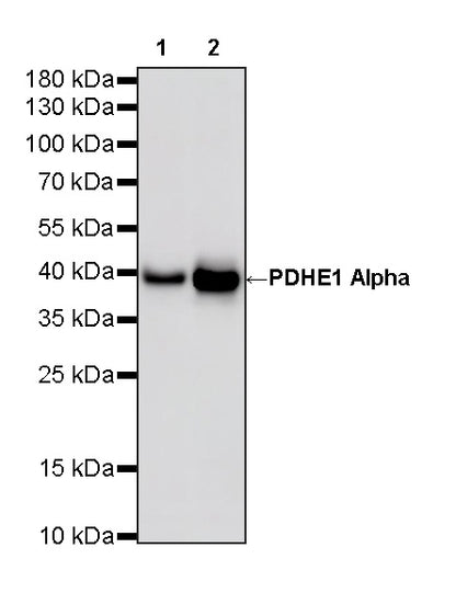 PDHE1 Alpha Mouse mAb
