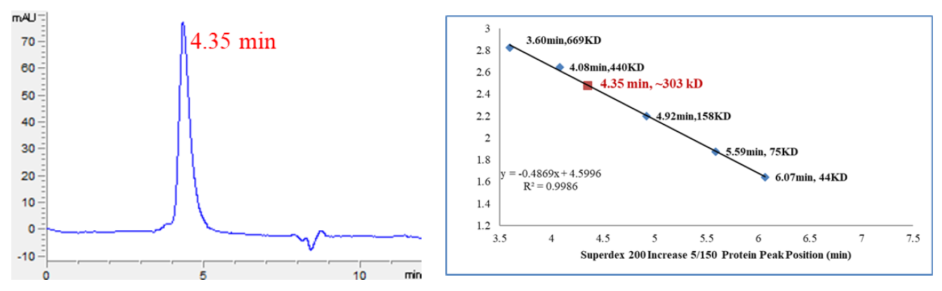 CDK6/Cyclin D2 Protein